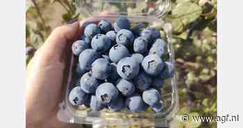 "Dit jaar gaan we van start met de Naike BlueBerry Club"