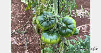 "Raf-tomaat was pas in januari op de markt"