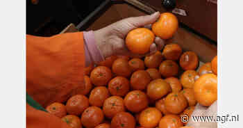 Goede markt voor Marokkaanse easy peelers