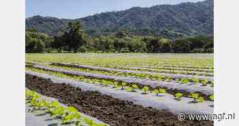 "Weer in Europa in maart en april is bepalender dan de importvolumes"