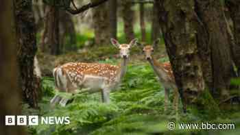 'Fairytale' snap sees photographer, 14, win contest