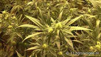 Wietkwekerij met 840 planten ontdekt in Warffum