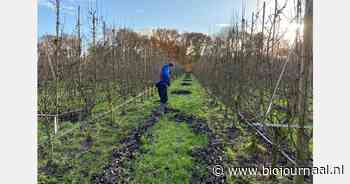Nieuw onderzoek naar bladvertering ter bestrijding van perenschurft