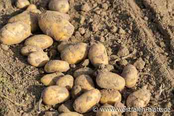 Erzbistum Paderborn verlost Kartoffel-Pflanzsets