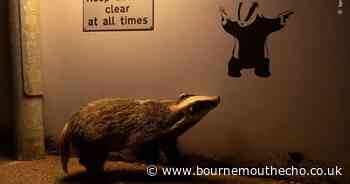 Dorset-based photographer wins wildlife photographer of the year