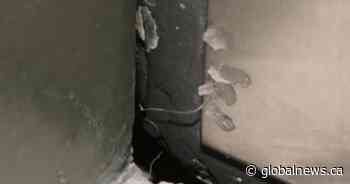 Suspects ‘condo scouting’ in Ontario city, using glue on doors to break-in: police