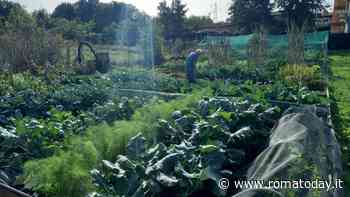 Orti urbani, il comune a caccia di nuove terre da assegnare. Bando entro il 2025