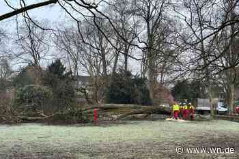 25 Meter hohe Linde an der Promenade gefällt