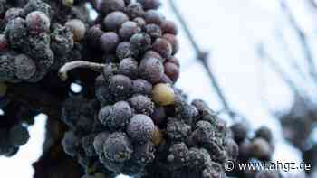 Klimawandel: Der riskante Weg zum Eiswein