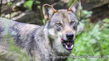 Abschuss von Wölfen: Weil macht Druck in Brüssel