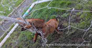Fox found hanging by its leg from football net in Welling