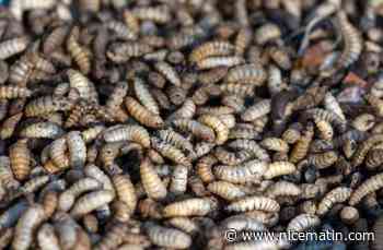 La Commission européenne a donné son feu vert, de la poudre de larves bientôt dans nos assiettes