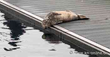 Wilde Kegelrobbe an der Kiellinie in Kiel entdeckt