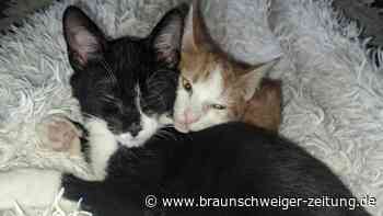 Tierheim Peine: Bislang tödliche Katzenkrankheit ist heilbar