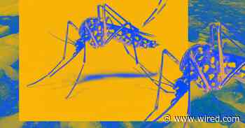 ‘Dengue Boy’ Is the Weird, Fleshy Novel You Need Right Now