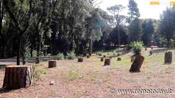 Il restyling di Villa Glori allarma le associazioni: "Previsti solo 140 nuovi alberi, ma all'appello ne mancano oltre 600"