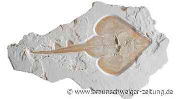 „Perfekt erhaltenes“ Rochen-Fossil einer unbekannten Art entdeckt