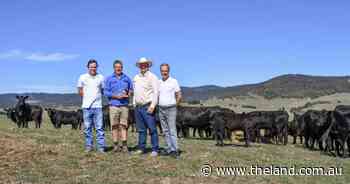 Beef Spectacular Feedback Trial 2025: Somerton's first time success