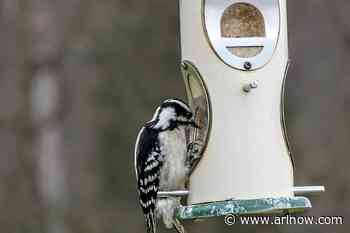 Residents asked to play part in 2025 ‘Backyard Bird Count’ next week