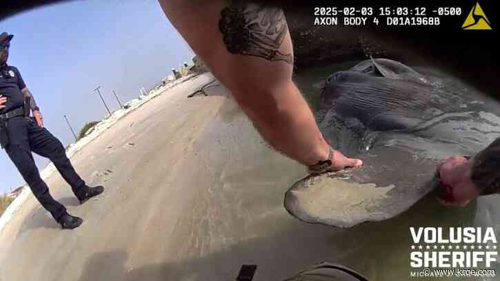 WATCH: Florida deputy saves massive sunfish on beach