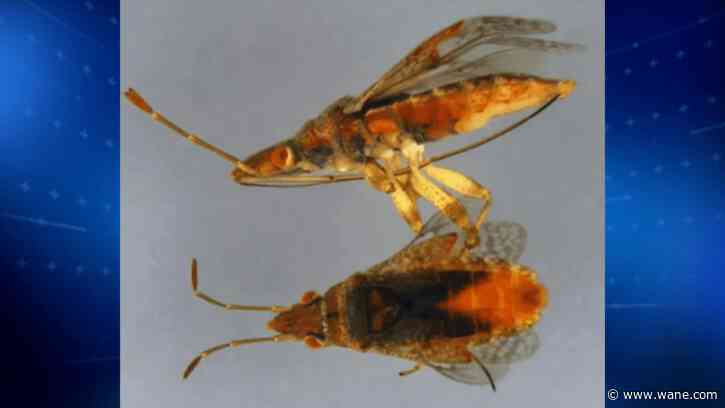 Rare invasive bug intercepted at Detroit airport