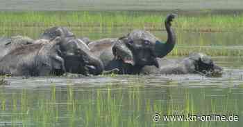 Indien: Deutscher Tourist stirbt nach Elefantenattacke