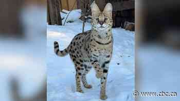 Alberta woman fined $15,000 for possessing illegal exotic cat