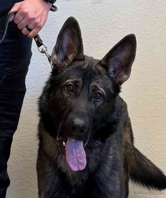 Rio Rancho Police Department welcomes new K9 to team