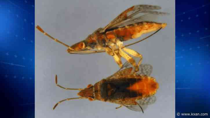 Rare invasive bug intercepted at Detroit airport