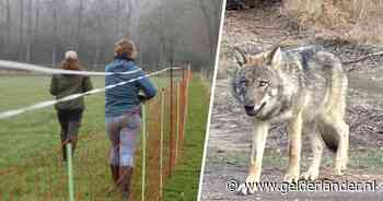 Wolfwerende hekken werken niet? Bij ‘geslaagde’ aanval voldoen ze zelden aan de norm...