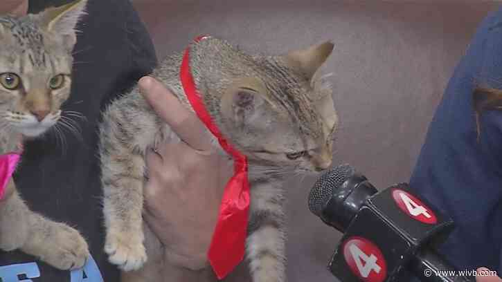 Find your purr-fect match at Sweet Buffalo's PAWlentine's Day adoption event