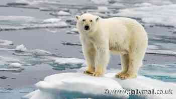 Arctic sea ice is at its second lowest level on RECORD - missing an area 60 times the six of Wales, scientists warn