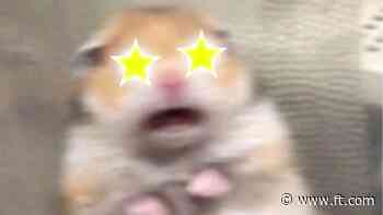 small caged mammal revelations