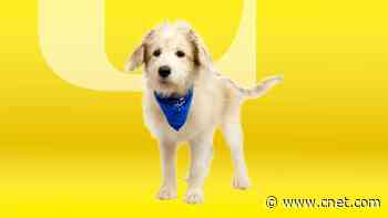 Puppy Bowl 2025: Start Time, How to Stream the Cute Canine Competition