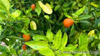 Citrus industry leaders highlight production concerns to Florida lawmakers