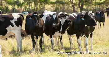 Premium export market beckons for high-quality Australian dairy beef