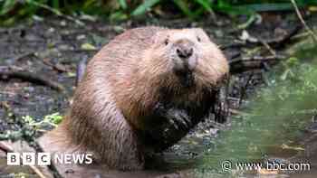 Missing beavers search continues