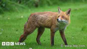 Food waste keeping fox population high, study says
