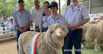 Walcha Poll Merino ram sweeps the field at Armidale housed ram show
