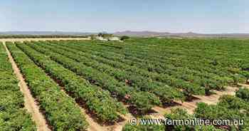 Avocado orchards with 43,237 trees offer buyers chance to beat the rest