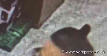 Thief steals £572 worth of stock from North Yorkshire supermarket