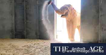 Elephants pack their trunks for journey from the city to the suburbs