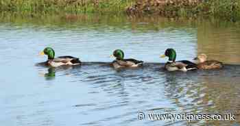 10 stunning photos out and about in York that will cheer you up!