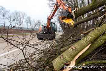 AWV voert hakhoutbeheer uit aan oprit E19 in Mechelen-Zuid: “Lijkt drastisch, maar is nodig voor de veiligheid”