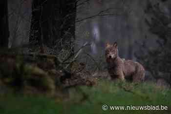 Ook voor wolven is het Valentijn: zorgen Noëlla en Maurice voor nieuwe welpjes?