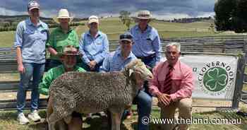 Data drives demand from UNE Smart Farm for Clovernook Poll Merino genetics