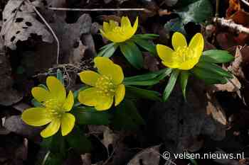 Vandaag in het duin #36: Op zoek naar Winterakoniet