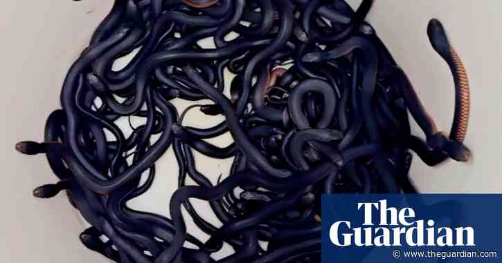 Snake catchers find 102 red-bellied black snakes found in a single mulch pile in Sydney – video