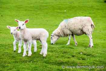 Health experts urge pregnant women to avoid lambing season