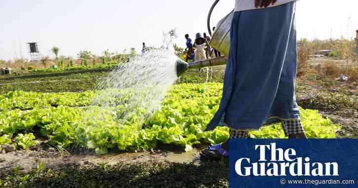 ‘We water, rest, water’: the green belt of vegetable plots cooling a city